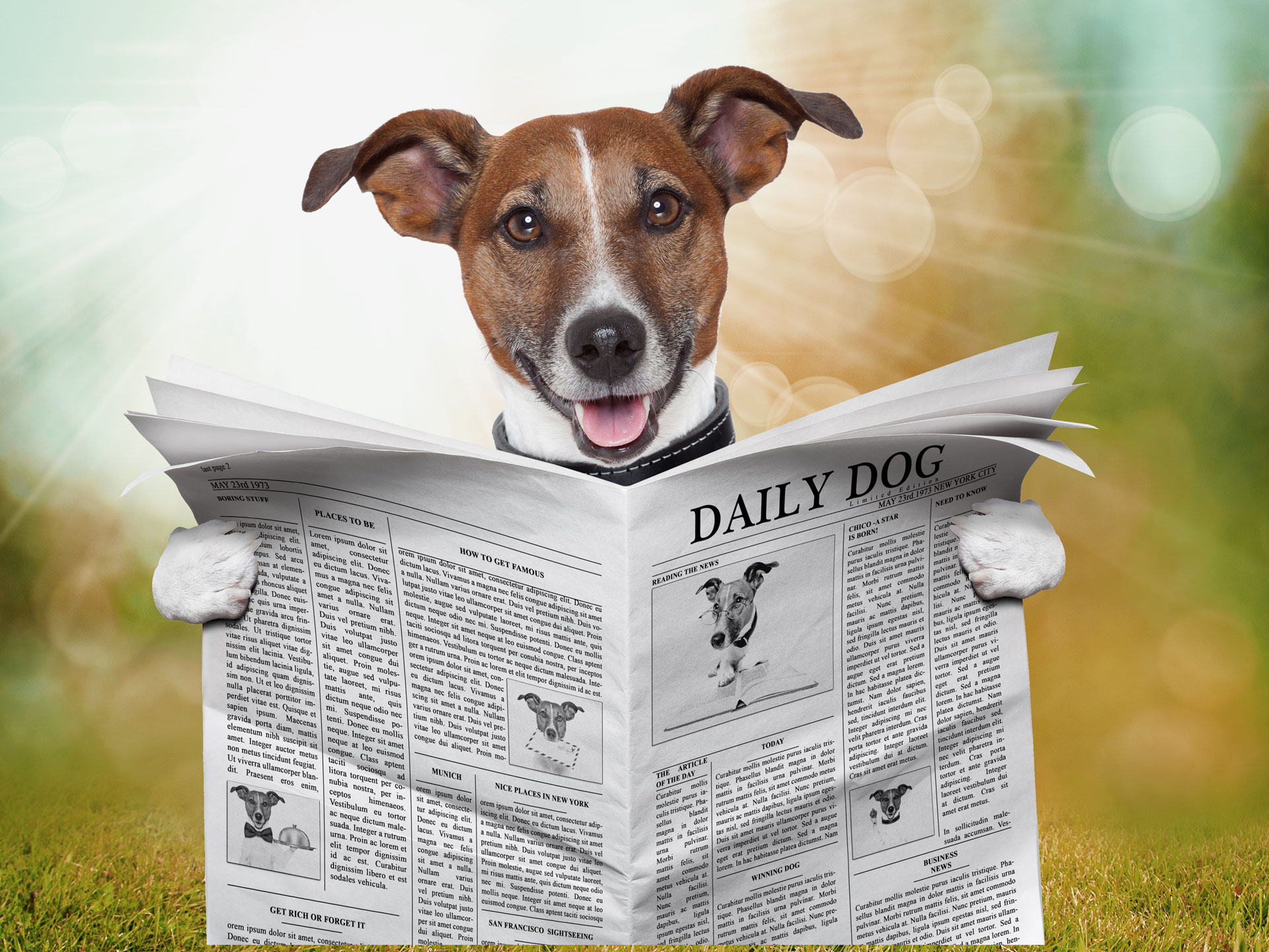 Aktuelle Informationen zum Jahreswechsel 2023 von Reico bei   -  - Reico Hundefutter aus dem Allgäu